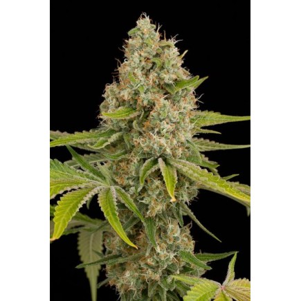 Og Kush